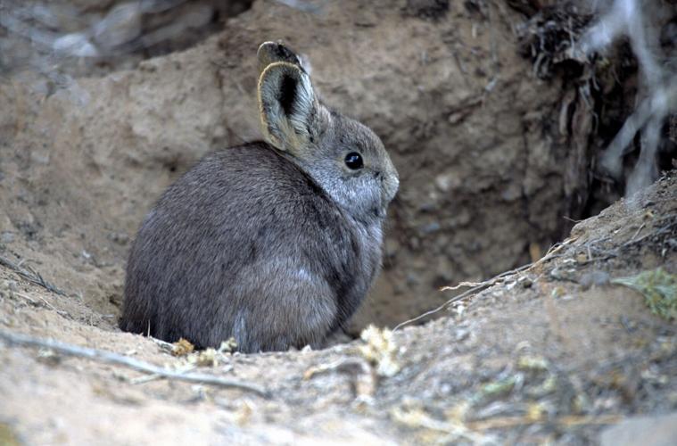 Pygmy rabbits in peril? Conservationists seek protections for this ...