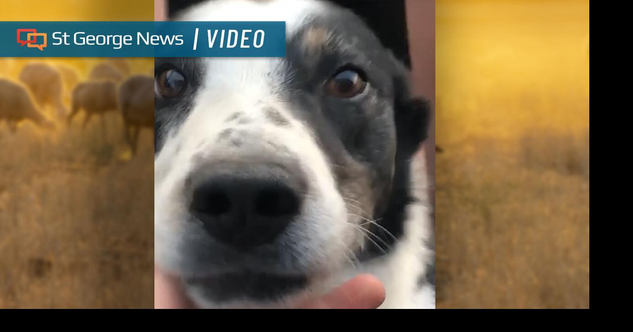 Working dog travels 700 miles home after stint in the St. George Animal ...