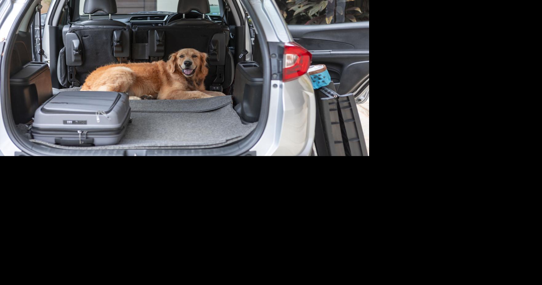 With Utah wildfires raging, include pets in your emergency preparedness plan