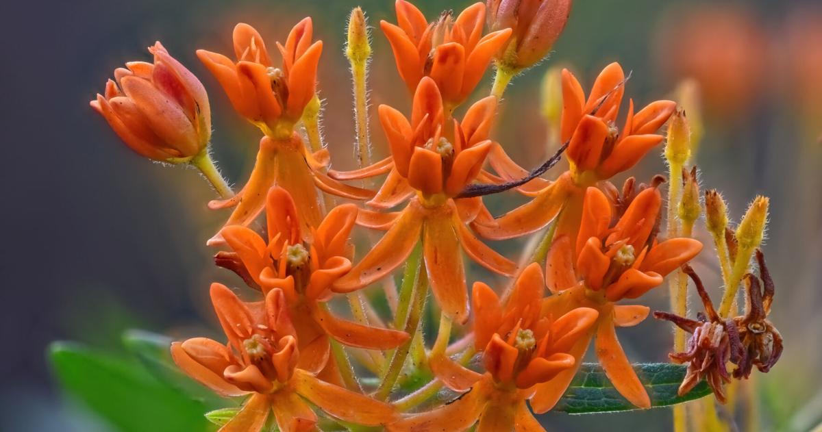 Why you should mark the location of late-emerging perennials