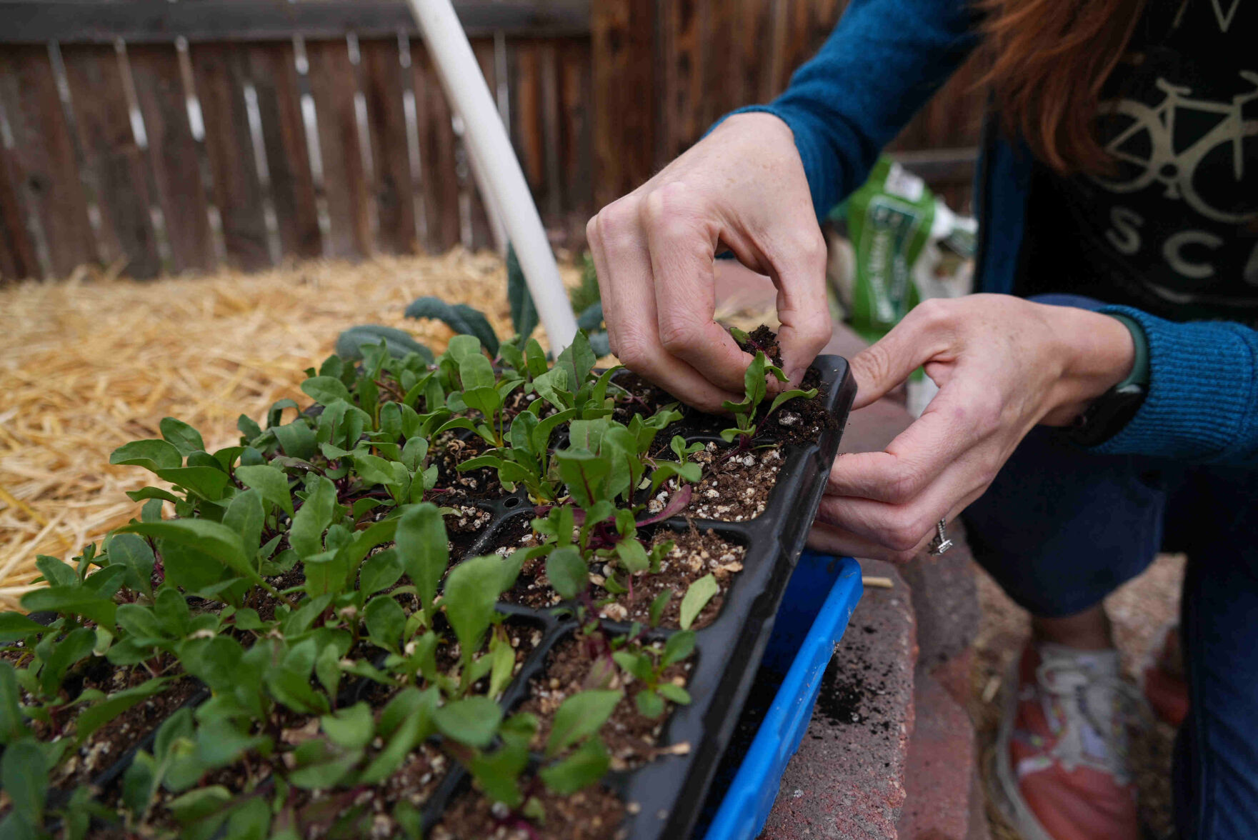 Here's how to grow your own food with less water, even in a drought ...