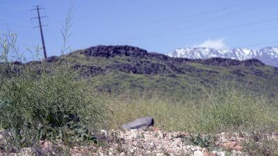 Kill ‘beefy mustard’ plants, save Southern Utah’s native species ...