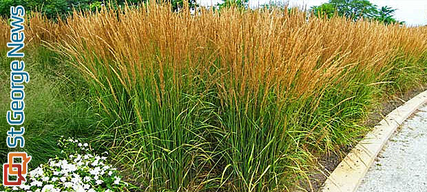 Growing and grooming ornamental grasses; Dixie Garden Club | Arts ...