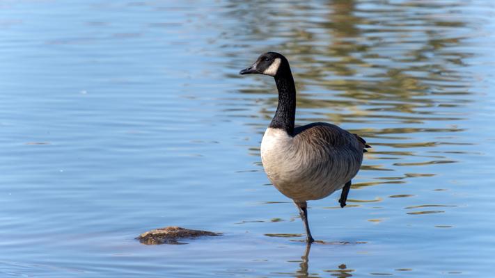 Discover the Desert: Family fun and calm waters await at this charming