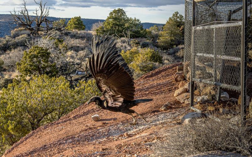 4 California condors to take flight at Vermilion Cliffs during release ...