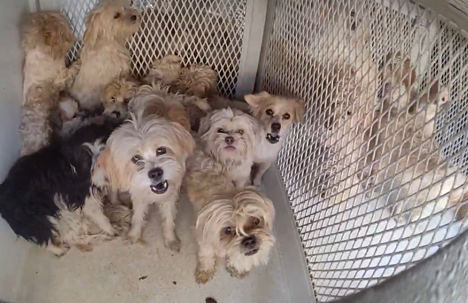 Police: More than 100 dogs – many of them neglected – rescued from RV ...