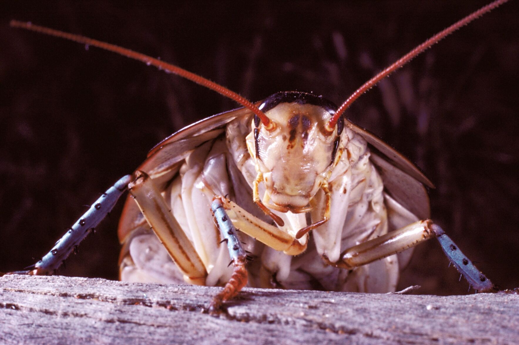 Cockroach Christmas snow 2024 globe