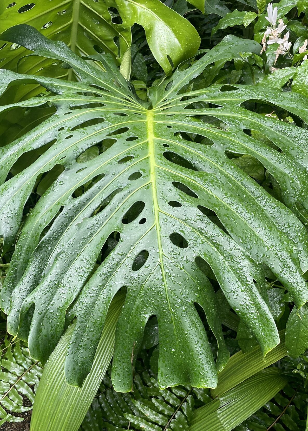 Expert tips for growing 'the world's most iconic indoor plant' | Home and  Garden | stgeorgeutah.com