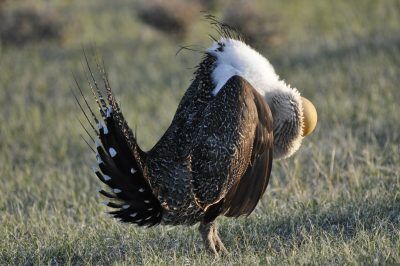 Struts Bird Bureau of Land Management’s draft plan sparks debate over sage-grouse ...