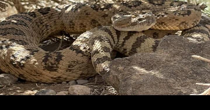 Sensing more rattlesnakes in Southern Utah this year? What locals need