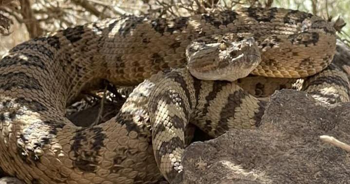 Sensing more rattlesnakes in Southern Utah this year? What locals need ...