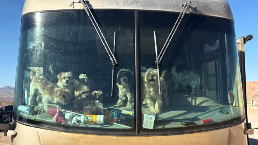 Couple facing dozens of charges in alleged neglect of over 100 dogs ...