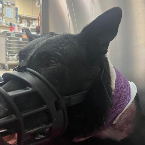 UPDATED: Injured K-9 officer Riko makes it home from hospital | Local ...