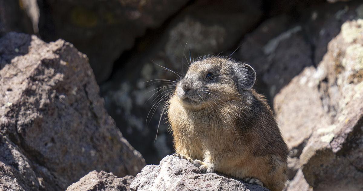 Surveying rock rabbits: Why should Southern Utahns care about this ...