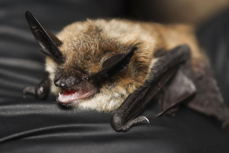 Bat Honey