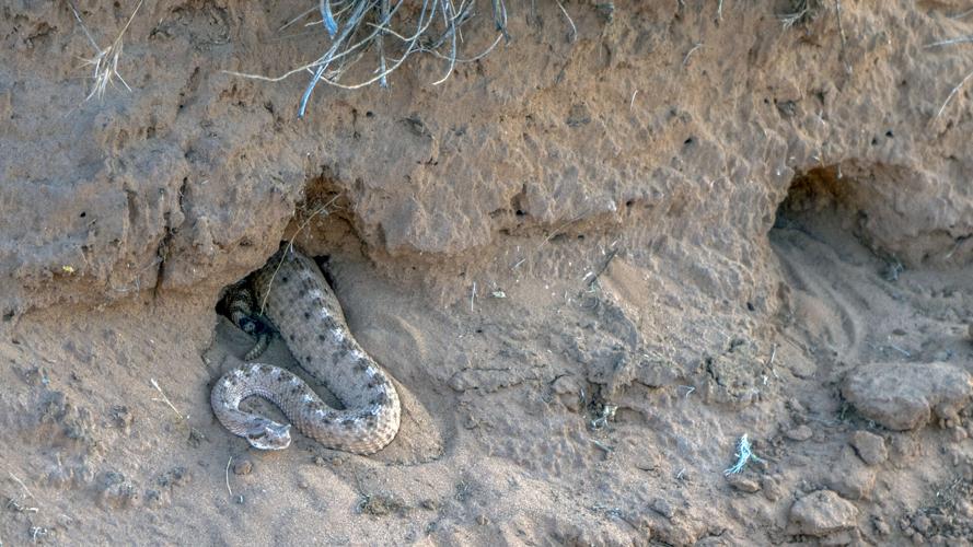 Sensing more rattlesnakes in Southern Utah this year? What locals need