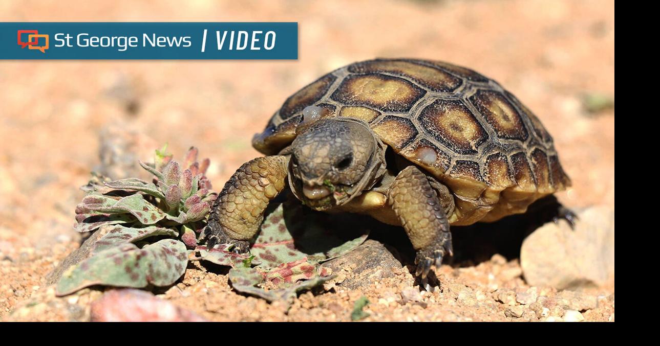 How were Southern Utah’s tortoises impacted by the area’s wet winter ...