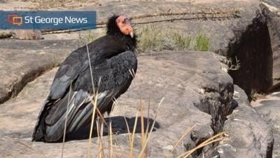 2 endangered California condors killed southeast of Cedar City ...