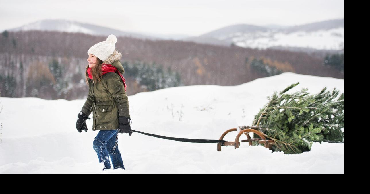 Do you hear what I hear? Permits open soon to cut down Christmas trees
