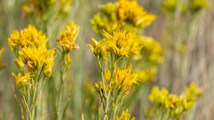 Silver Rabbit Brush From odors to ecosystems: Rabbitbrush's vital role in Southern Utah ...