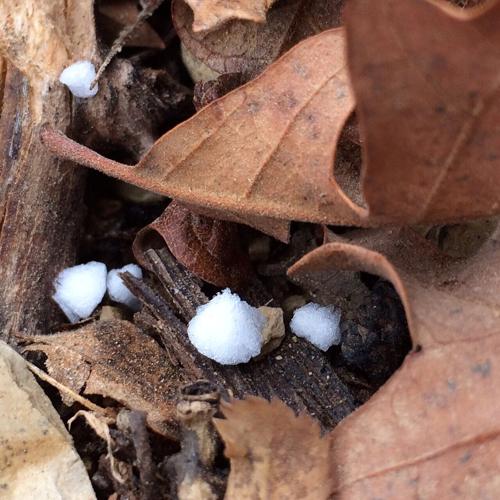 See the rare graupel snow of St. George winters | Local News ...