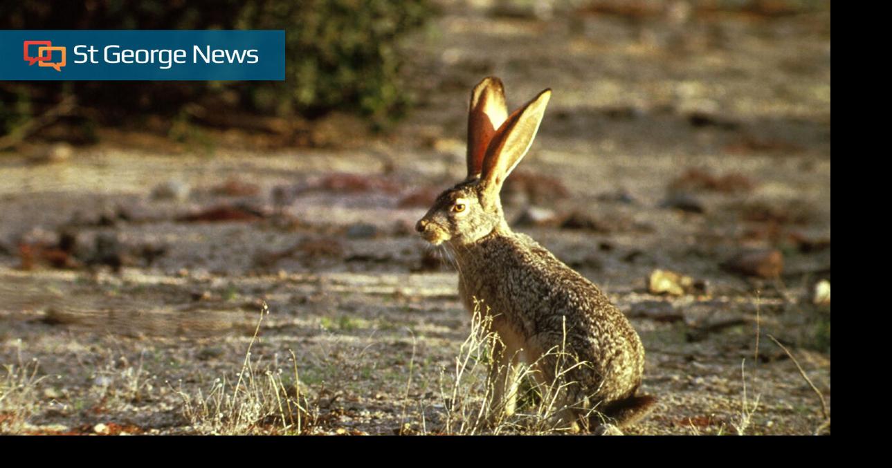 Grand Canyon officials warn visitors to beware of wild rabbit carcasses ...