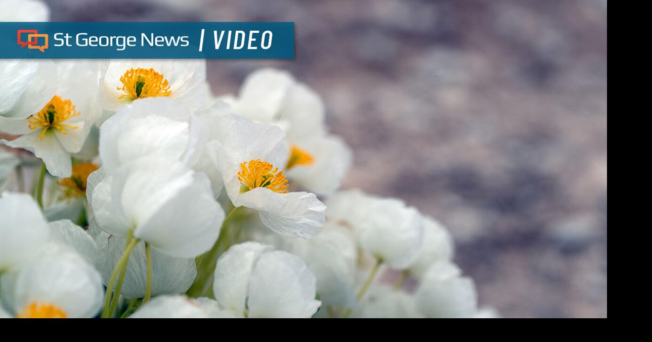 Don’t wait: Last chance to see Southern Utah’s rare poppies in bloom ...