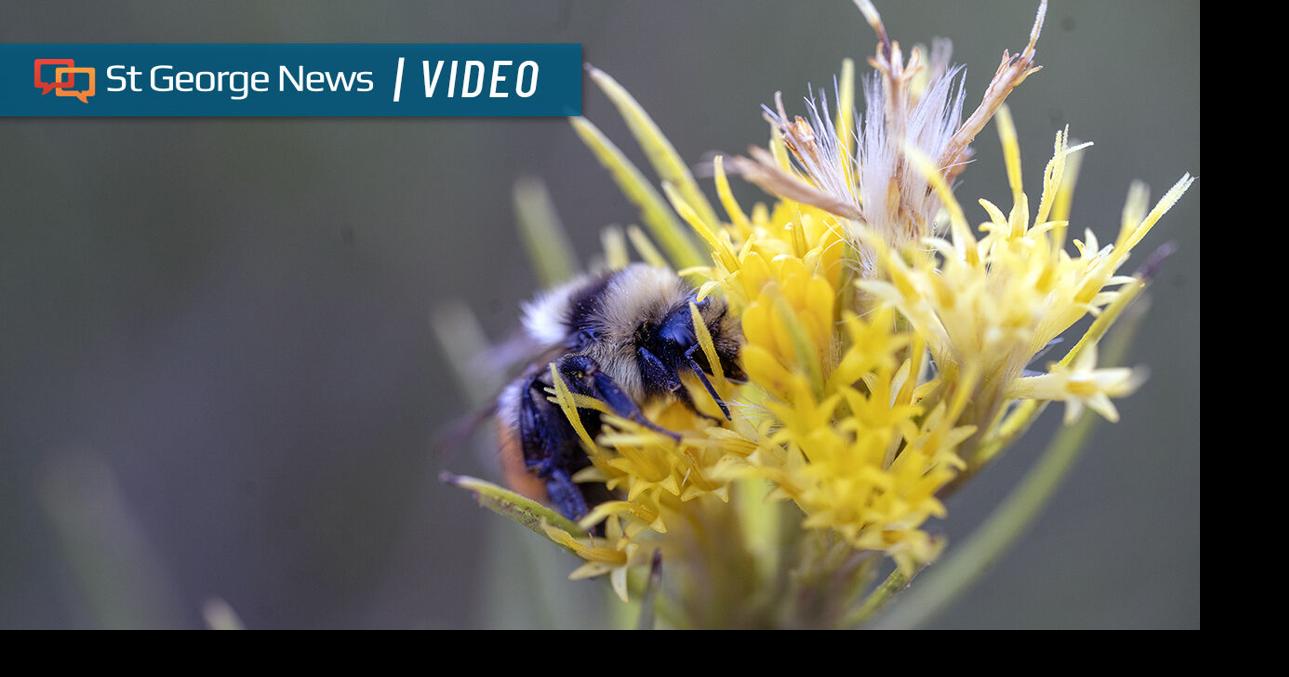 Be a citizen scientist: Utah Pollinator Pursuit needs Southern Utah’s ...