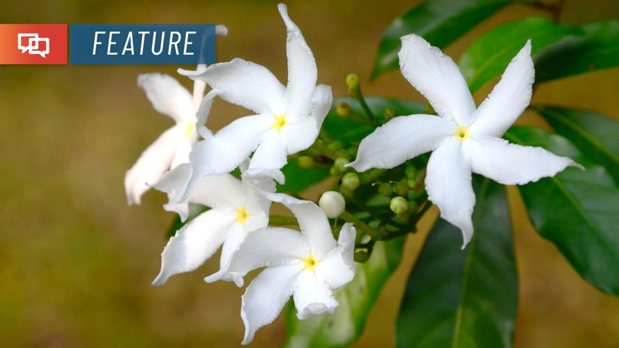 goji berry plant Goji Berry – Lycium barbarum main image 1