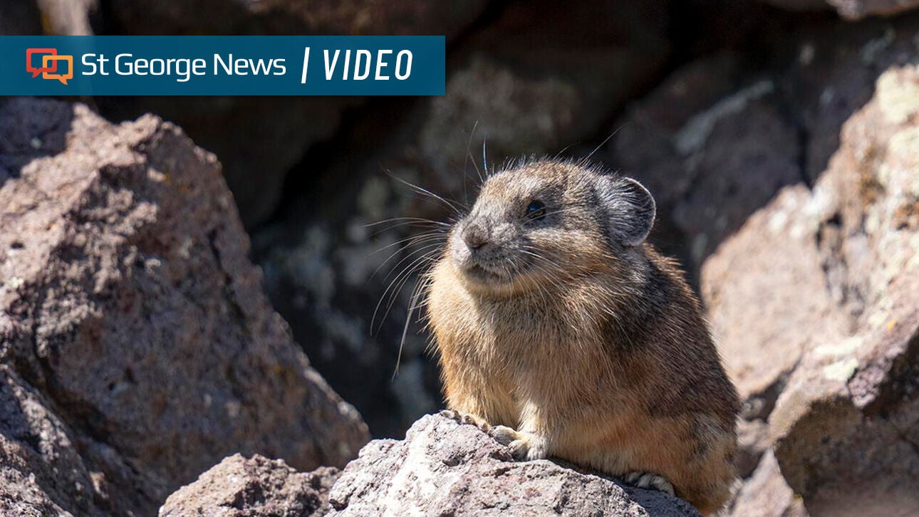 Wildlife Action Plan creates framework to protect Southern Utah's unique species