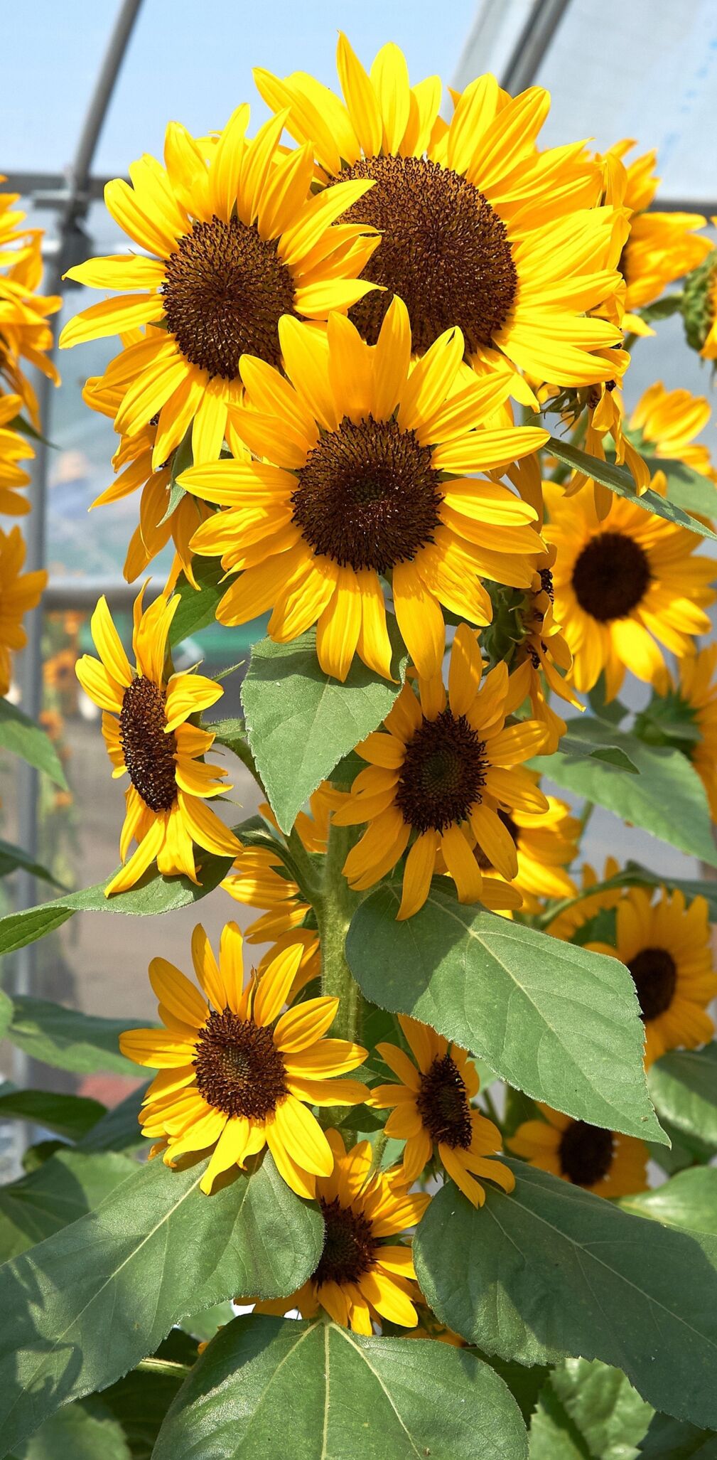 It's not too late to plant sunflowers for a late-summer bloom | Home and  Garden | stgeorgeutah.com