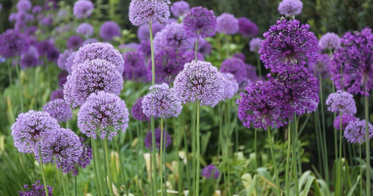 Make your spring Southern Utah garden pop with fall planting | Life ...