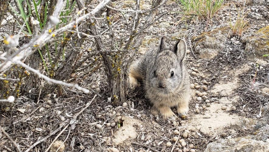 ‘A fighting chance’: New development sparks hope for this Southern Utah ...