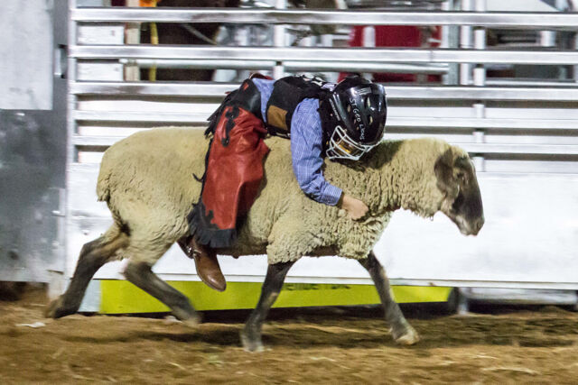 STGnews Photo Gallery: 78th Annual Dixie Round-up Rodeo | News ...