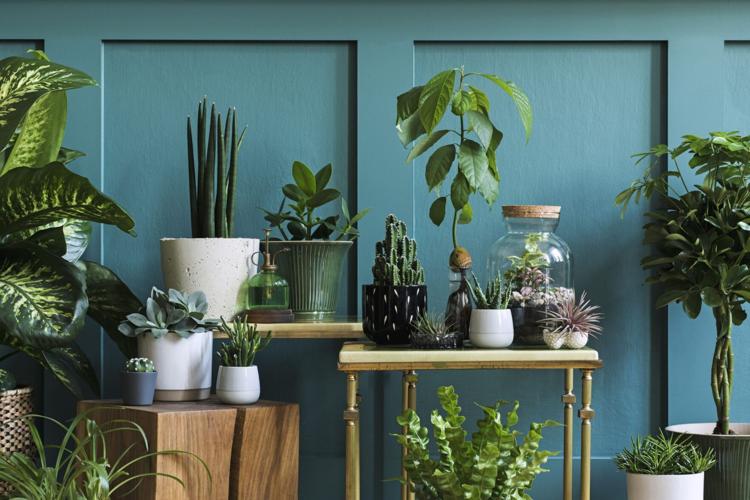 Dress up your holiday gatherings with a few succulents | Home and ...