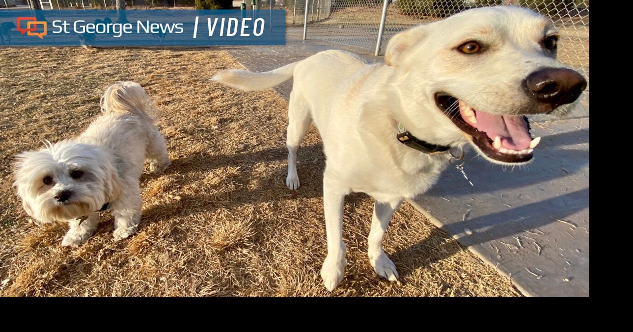 Dog licensing in St. George: Where do those fees go, anyway? | Local ...
