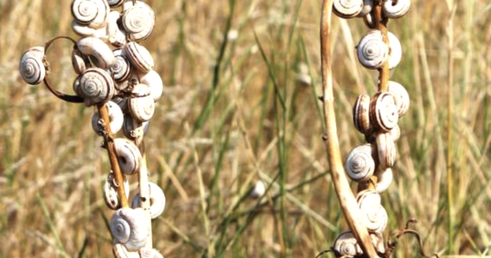 Small snail, big trouble: Invasive species on the move in Montana
