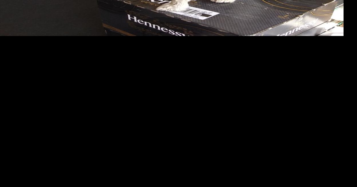 Cute dog, good attitude brings customers to liquor store 21st in a