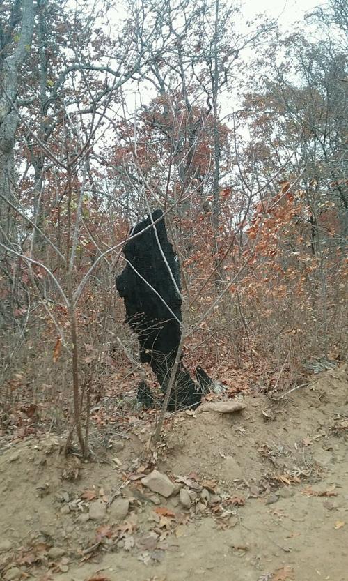 COLUMN:In the shadows – Misidentifications of Bigfoot