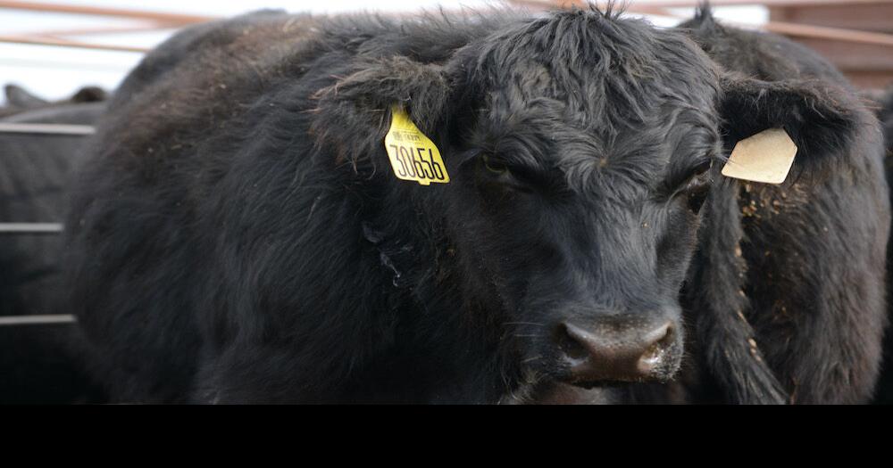 OQBN VAC45 cattle sale series begins in November Community