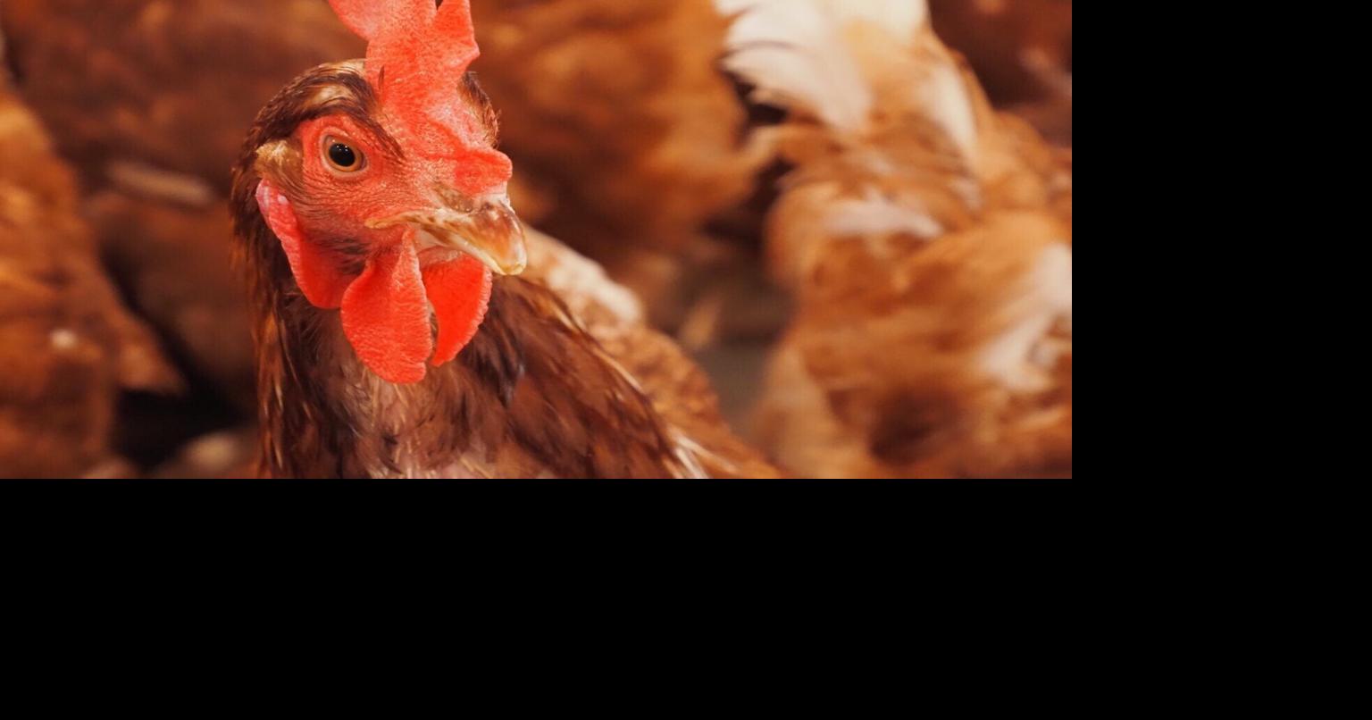 Oklahoma Voice: Fourth company agrees to settle Oklahoma poultry case