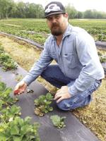 Berry growers enjoy fierce competition