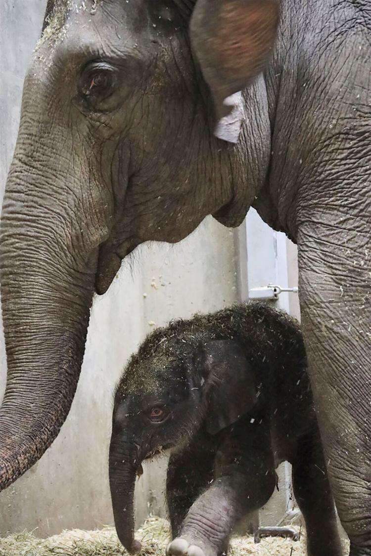 Saint Louis Zoo elephants Rani with her newborn baby Avi on July 6. Avi died on Aug. 2 due to complications from birth defects