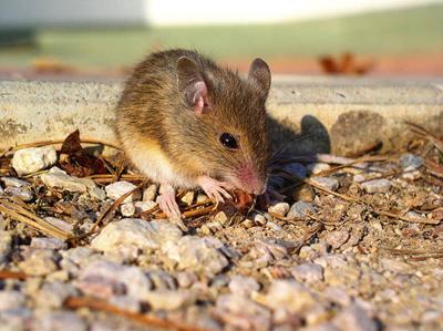 Mice Infestation Is A Public Health Crisis