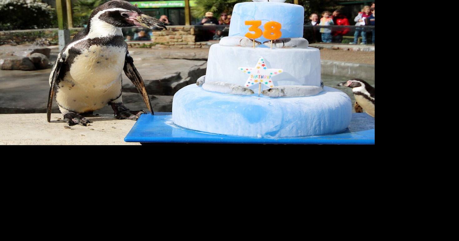 ‘World’s oldest penguin’ celebrates 38 with fish-topped cake