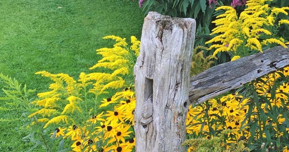 Felder Rushing: Native Plants Add Sense of Place | Local News ...