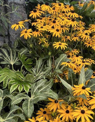 Felder Rushing: Native Plants Add Sense of Place | Local News ...