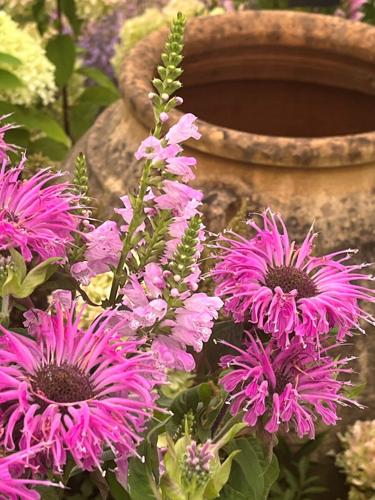 Felder Rushing: Native Plants Add Sense of Place | Local News ...