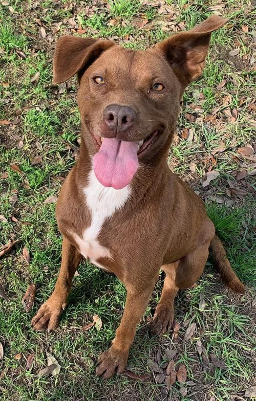 Pet of the Week