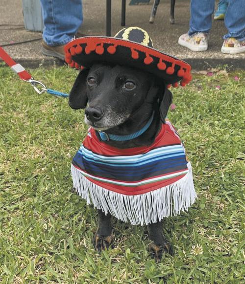 Annual Mutt Strut back on agenda